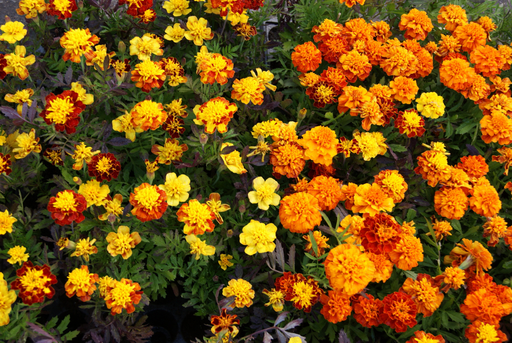 Marigolds Medicinal Properties And Contraindications Use In Traditional Medicine And Cosmetology 4481