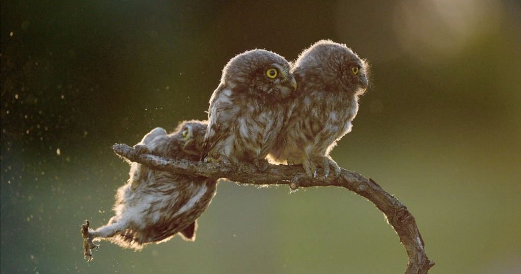 grappige dierenfoto's