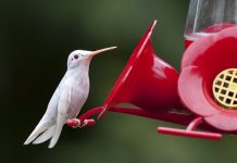 Zeldzame Albino-dieren