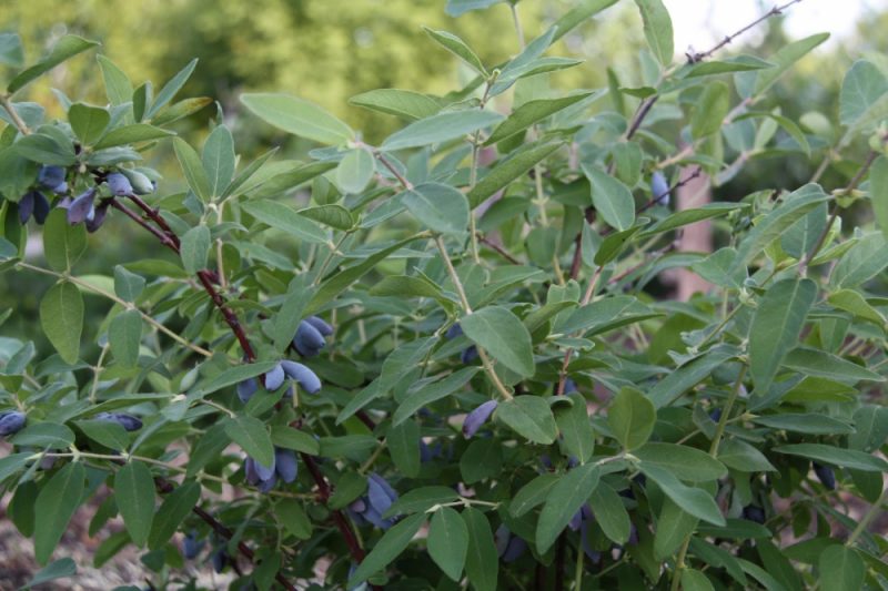 Kamperfoelie Blauwe as: variëteitbeschrijving, bestuivers, planten en verzorging, reproductie