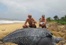 de grootste schildpad ter wereld